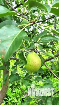 Дача 50м², 1-этажный, участок 7 сот.