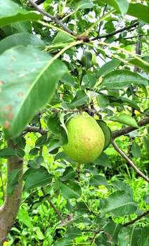 Дача 50м², 2-этажный, участок 7 сот.  