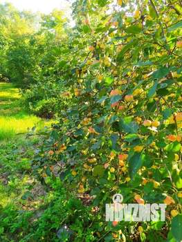 Дом 65м², 1-этажный, участок 11 сот.  