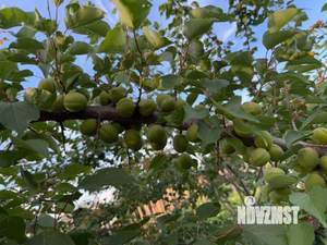 Дом 30м², 1-этажный, участок 6 сот.  