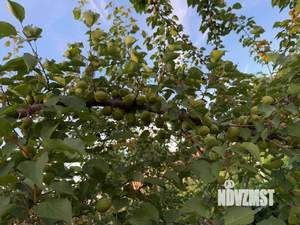 Дом 30м², 1-этажный, участок 6 сот.  