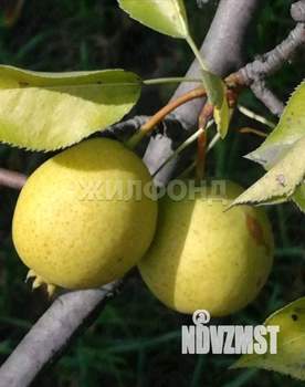 Дача 20м², 1-этажный, участок 5 сот.  