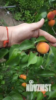 Дом 40м², 2-этажный, участок 6 сот.  